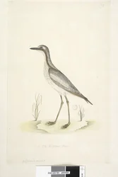 Southern Stone Curlew, 1791-92