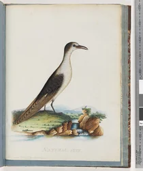 Page 85. Sooty Tern. Sterna novae Hollandae. New Holland Tern