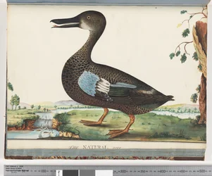 Duck