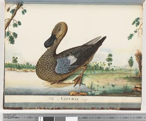 Duck