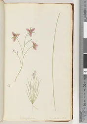 Page 8. Chlamysporum Sal. in Par Lond. No. 35