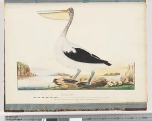 Page 92. Australian Pelican