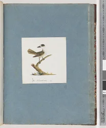 Unidentified Bird