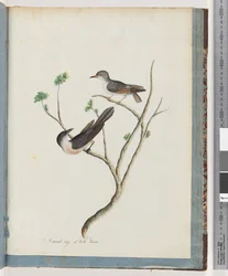 Page 94. Unidentified birds