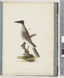 Noisy Friarbird