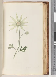 Page 96. Eriocalia major. This I believe is the true colour