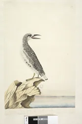 Page 99. Phaeton. A young Tropic Bird, Red-Tailed Tropicbird Phaethon rubricauda, 1791-92