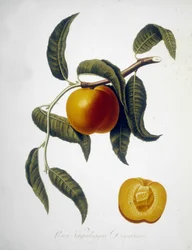 Pesca Vagaloggia Duracina (Fishing and fishing branch). 19th century herbarium