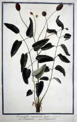 Pimprenelle: Pimpinella Sanguisorba major