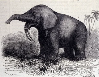 Prehistory: representation of a Dinotherium, type of pachyderm