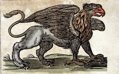 Representation of a griffon, fantastic creature half eagle half lion. Engraving from a work by Athanasius Kircher (1601 - 1680), Jesuit, orientalist and scholar.