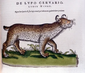 Representation of a Lynx (Wolf-Deer) - Historia Animalium by Conrad Gesner (1516-1565), Tiguri