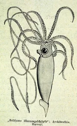 Representation of an Architeuthis Harveyi, giant squid