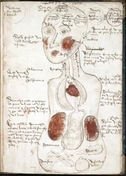 Representation of an Aristotelian Theory of Consciousness (From: De corpore et anima) - Anonymous - 1497 - Watercolour on parchment - John Rylands University Library