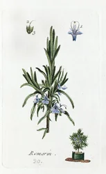 Rosemary