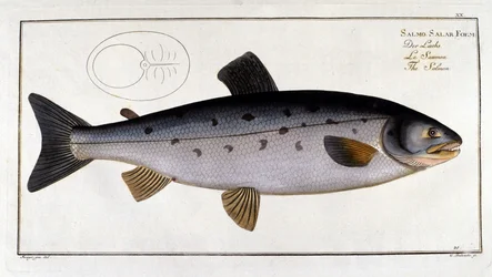 Salmon (Salmo salar) by Marc Elieser Bloch Ichtyologie Paris - Berlin - London 1787