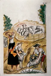 Sheep shearing, from the book 