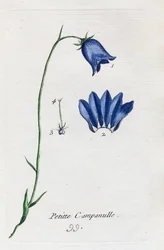 Small Bellflower