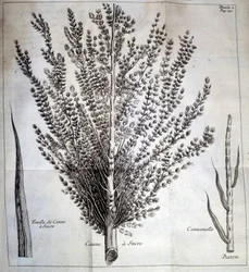 Sugar cane with leaf and stick - In 