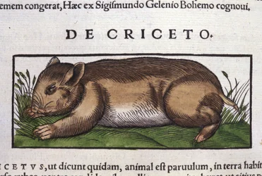The Hamster in Historia Animalium by Conrad Gesner