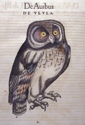 The Owl in Historia Animalium by Conrad Gesner