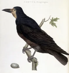The Raven Frugilegus - natural history board