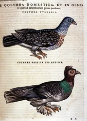 The dove after the Historia Animalium of Conrad Gesner, Tiguri 1560. Biblioteca nazionale Braidense. Milan