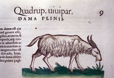 The goat from Historiae animalium by Konrad Gesner, Tiguri