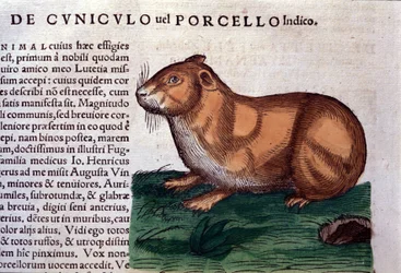 The guinea pig after Historiae animalium by Conrad Gesner