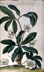 The hellebore or black hellebore, also called Christmas rose. 18th century