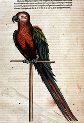 The parrot after the Historia Animalium by Conrad Gesner, Tiguri 1560. Biblioteca Nazionale Braidense, Milan