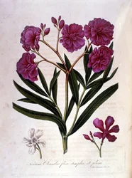 The pink laurel (oleander) - herbarium of the 18th century