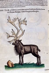 The reindeer from Historiae Animalium by Konrad Gesner, Tiguri
