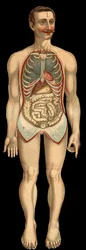View of the chest and abdominal cavity from the front after removal of the rib and abdominal cage. (Small intestine, stomach, etc.)
