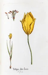 Wood Tulip