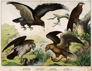 a: Royal eagle (Aquila chrysaëtos), b: Sea eagle (Haliaëtus albicilla), c: Circaete, John the White (Circaëtus gallicus), d: Milan (Milvus regalis) - in 