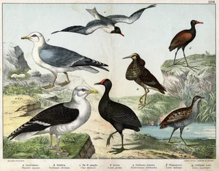 a: Ruff (Machetes pugnax), b: Common Moorhen (Gallinula chloropus), c: Corn Crake (Crex pratensis), d: Jacana (Parra Jacana), e: Black-headed Gull (Hydrocolaeus ridibundus), f: Great Black-backed Gull (Larus marinus), g: Herring Gull (Larus argentus) - In