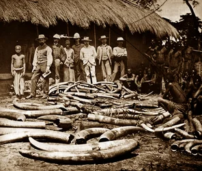 Belgian Colonial Ivory Hunting