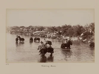 Indian Cavalrymen Watering Their Horses During the Delhi Camp of Exercise