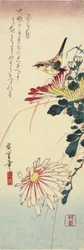 Chrysanthemums and a Shrike
