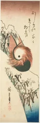A Mandarin Duck on a Snowy Bank