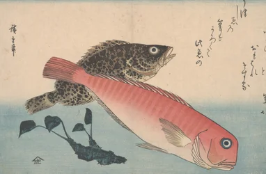 Amadai, Mebaru and Wasabi Root