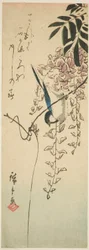 Bird on Wisteria