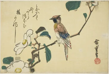 Black-naped Oriole on Camellia Branch