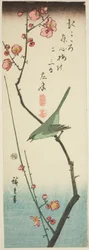 Bush Warbler on Plum Branch