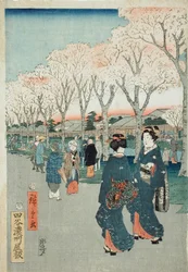 Cherry Blossoms on the Jewel River Embankment