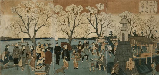 Cherry Blossoms in Full Bloom along Sumida River
