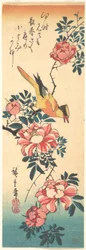 Eastern Grey Wagtail and Rose