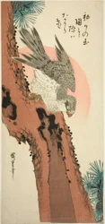 Falcon on a Pine Tree with the Rising Sun