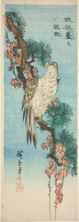 Falcon on Ivy-Covered Pine Branch
